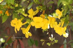 Macfadyena unguis-cati